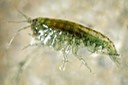 Amphipod 