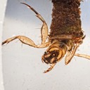 Caddisfly: Humpless Casemaker (Brachycentrus numerosus) 