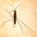 Water strider (Limnoporus canaliculatus)
