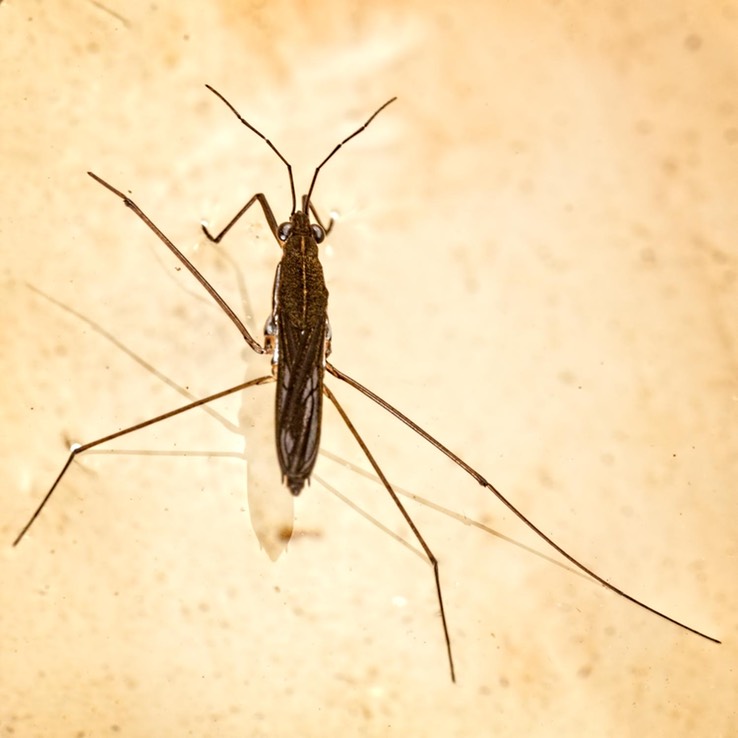 Water strider (Limnoporus canaliculatus)