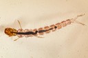 Tube Maker Caddisfly  (Psychomyioidea) (Cernotina spicata)