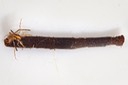 Case-maker Caddisfly (Oligostomis ocelligera)