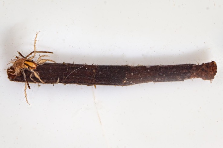 Case-maker Caddisfly (Oligostomis ocelligera)