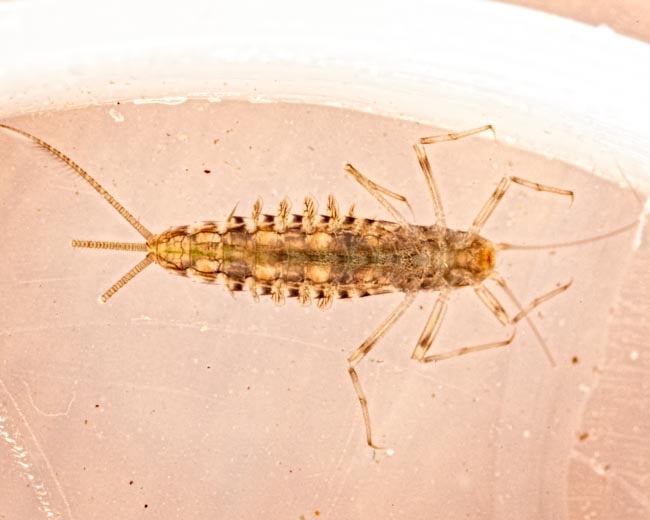 Brushlegged Mayfly (Isonychia sp.)
