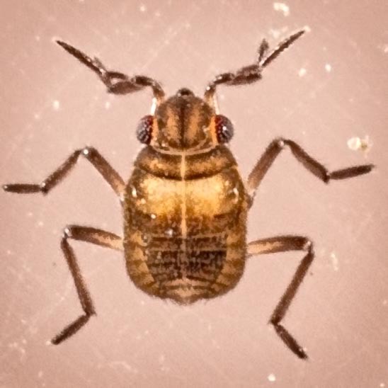 Smaller Water Strider (Microvelia sp.) nymph