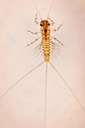 Pronggilled Mayfly (Leptophlebia sp.)
