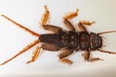 Stonefly