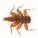Flatheaded Mayfly (Maccaffertium sp.)