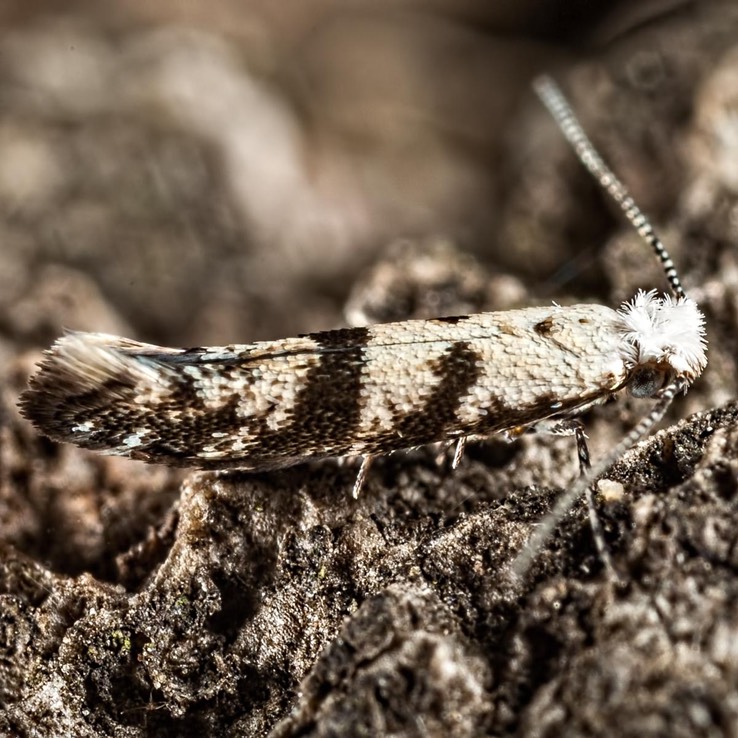 2441 (Argyresthia austerella)