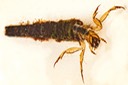 Caddisfly: Humpless Casemaker (Brachycentrus numerosis)