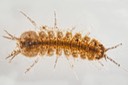 Isopod (Caecidotea  sp.)