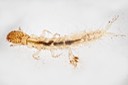 Tube Maker Caddisfly  (Psychomyioidea) (Cernotina spicata)