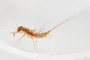 Pronggilled Mayfly (Leptophlebia sp.)