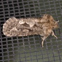 0340 Tubeworm Moth (Acrolophus arcanella)