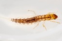 Alderfly (Sialis iola)