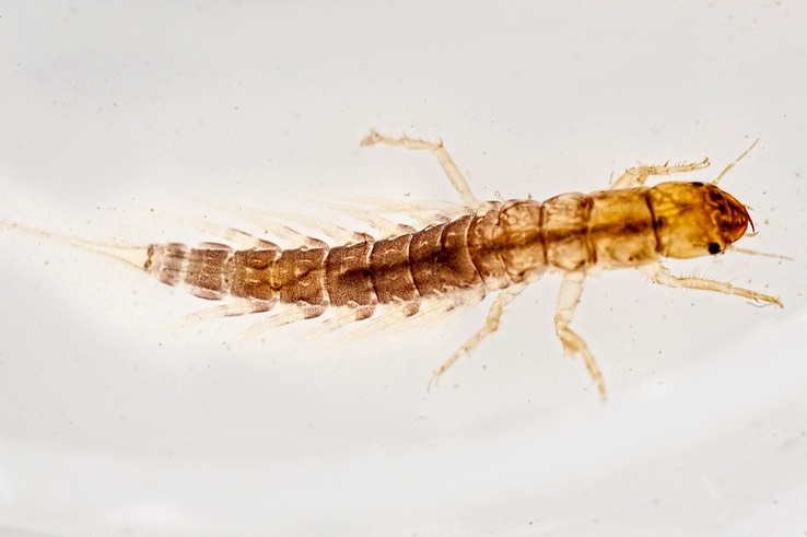 Alderfly (Sialis iola)