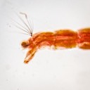 Midge  larva
