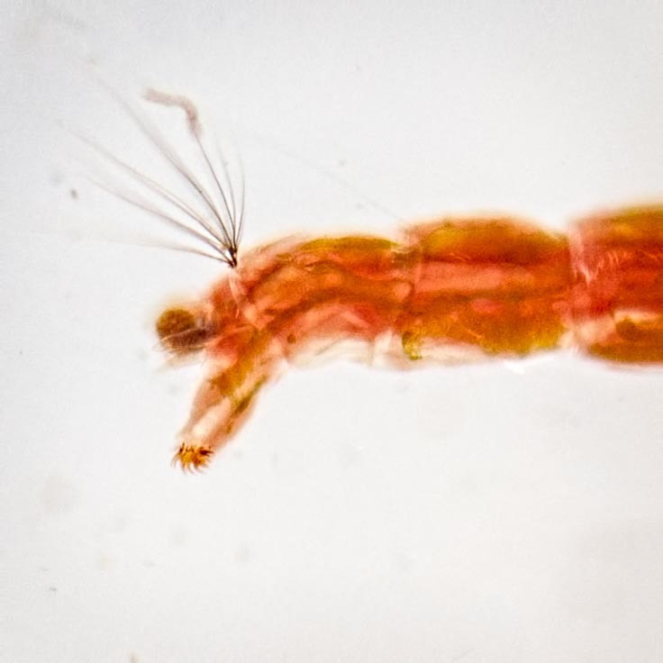 Midge  larva