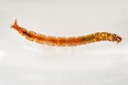 Midge larva