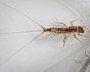 Pronggilled Mayfly (Leptophlebia sp.)