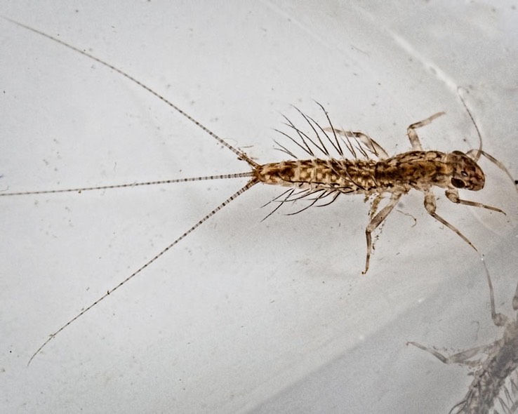 Pronggilled Mayfly (Leptophlebia sp.)