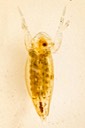 Water Flea (Ctenopoda)