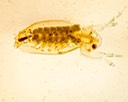 Water Flea (Ctenopoda)