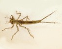 Narrow-winged Damselfly (Coenagrionidae)