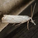  5361 – Small White Grass-veneer Moth – Crambus albellus