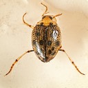 Crawling Water Beetle (Peltodytes sp.)