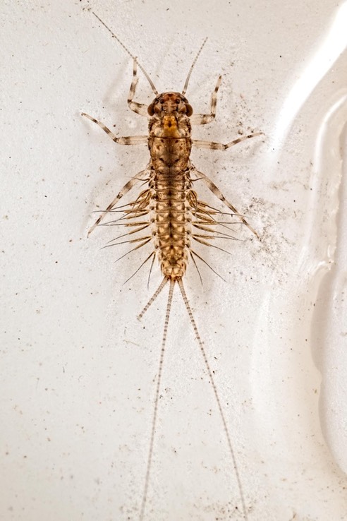 Pronggilled Mayfly (Leptophlebiidae)