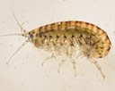Amphipod (Amphipoda)