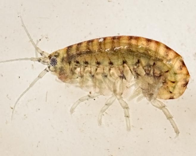 Amphipod (Amphipoda)