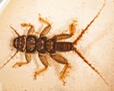 Common Stonefly (Acroneuria sp.)
