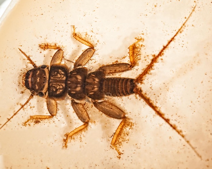 Common Stonefly (Acroneuria sp.)