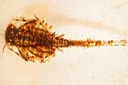 Flatheaded Mayfly (Maccaffertium sp.)