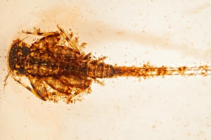 Flatheaded Mayfly (Maccaffertium sp.)