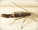 1469 (Cosmopterix nitens)