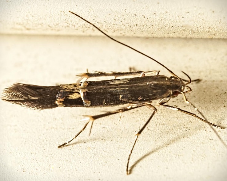 1469 (Cosmopterix nitens)