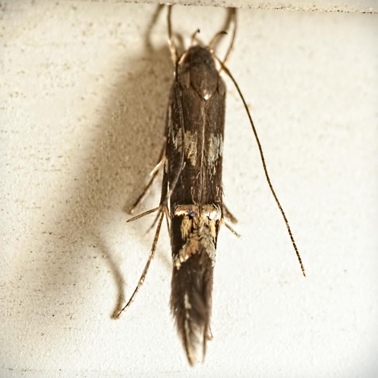 1469 (Cosmopterix nitens)