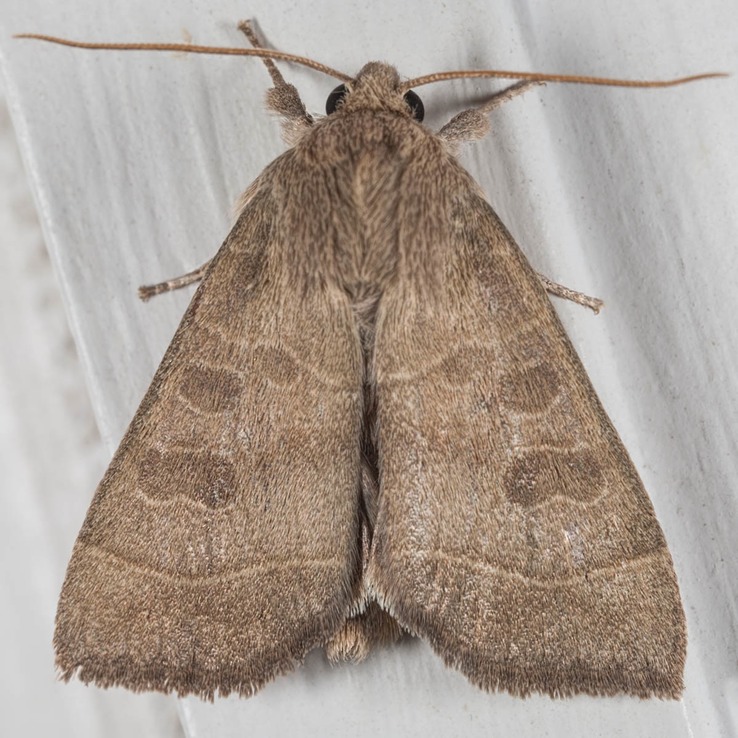 9555 Ipimorpha pleonectusa