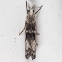 5422 (Microcrambus minor)