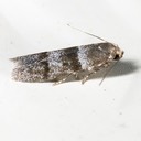 1253.98 (Blastobasidae)