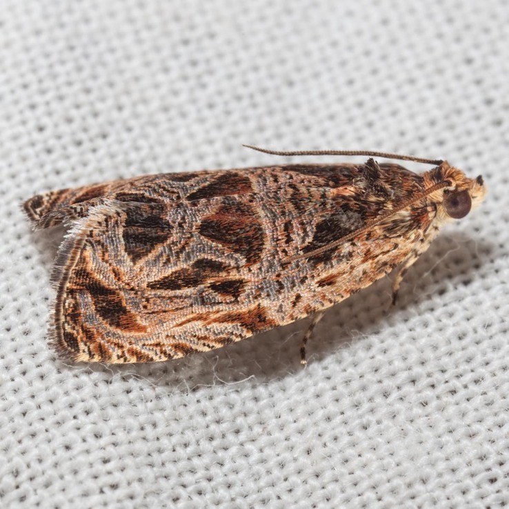 2795 Basswood Leafroller - Olethreutes tilianum