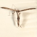 6168 Eupatorium Plume Moth (Oidaematophorus eupatorii)