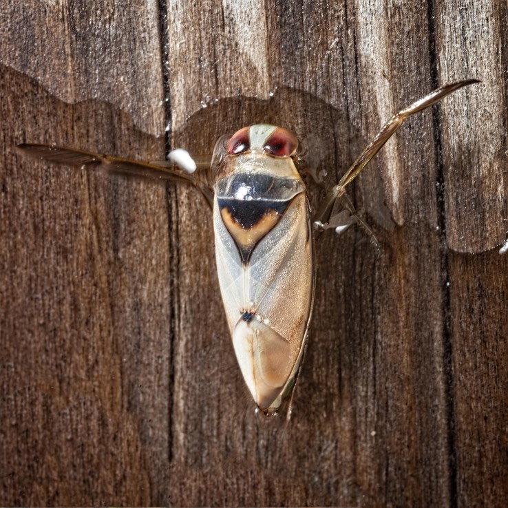 Backswimmer (Notonecta lunata)