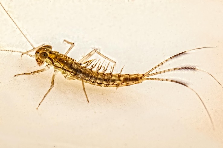 Small Minnow Mayfly (Callibaetis sp.)