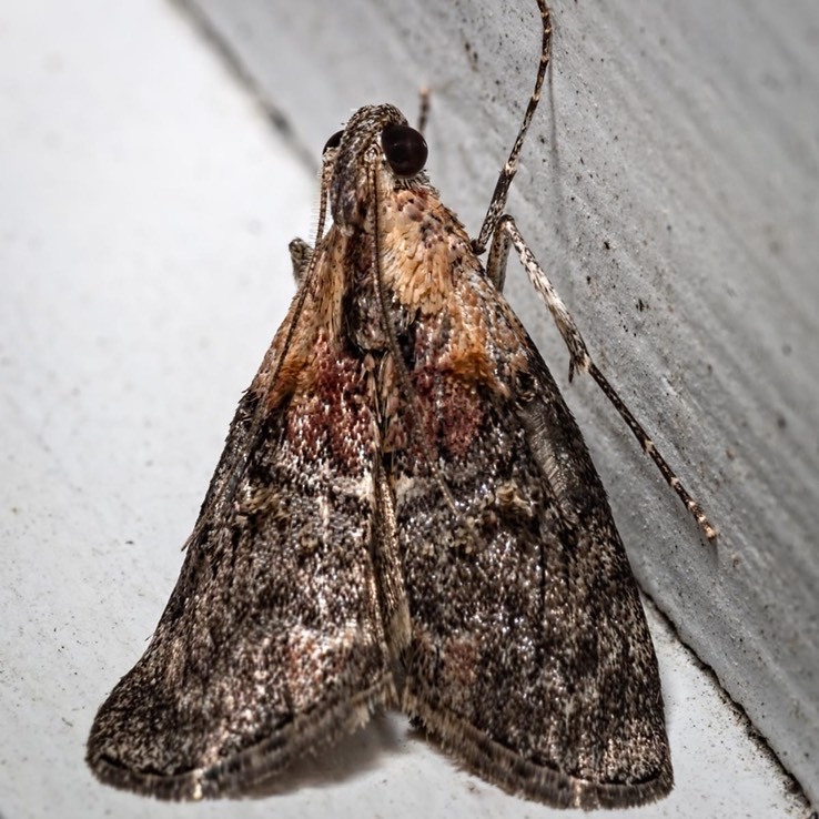 5608 Striped Oak Webworm Moth (Pococera expandens)