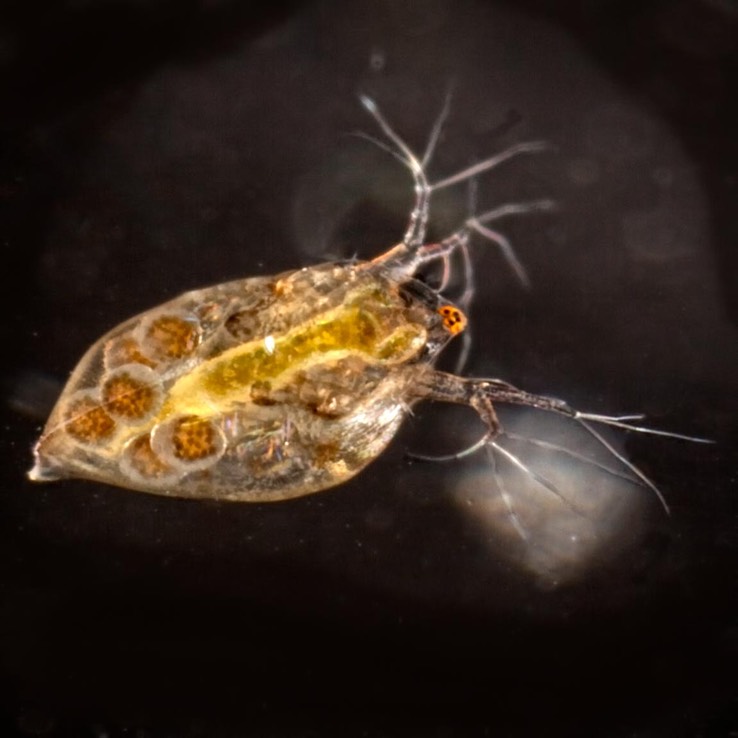 Water Flea (Daphnia sp.)