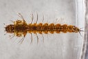 Mosquito larva (Anopheles sp.)